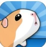 豚鼠桥手机版