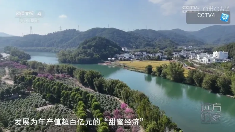 网视TV电视版5