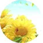 向日葵英语最新手机版