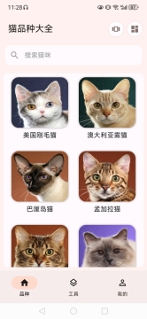 猫品种大全4