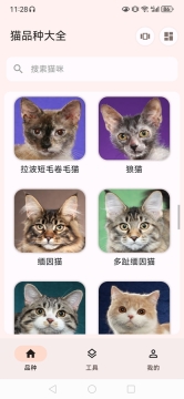 猫品种大全8