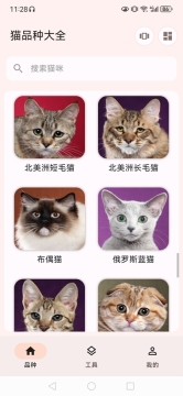 猫品种大全10